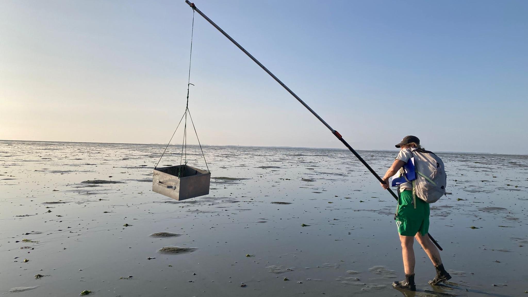 Person (Julia) standing on a mudflat, swinging a metal sampling tray suspended from a long pole. She is wearing a cap, backpack, green shorts, and rubber boots, collecting a sample during low tide under a clear sky.