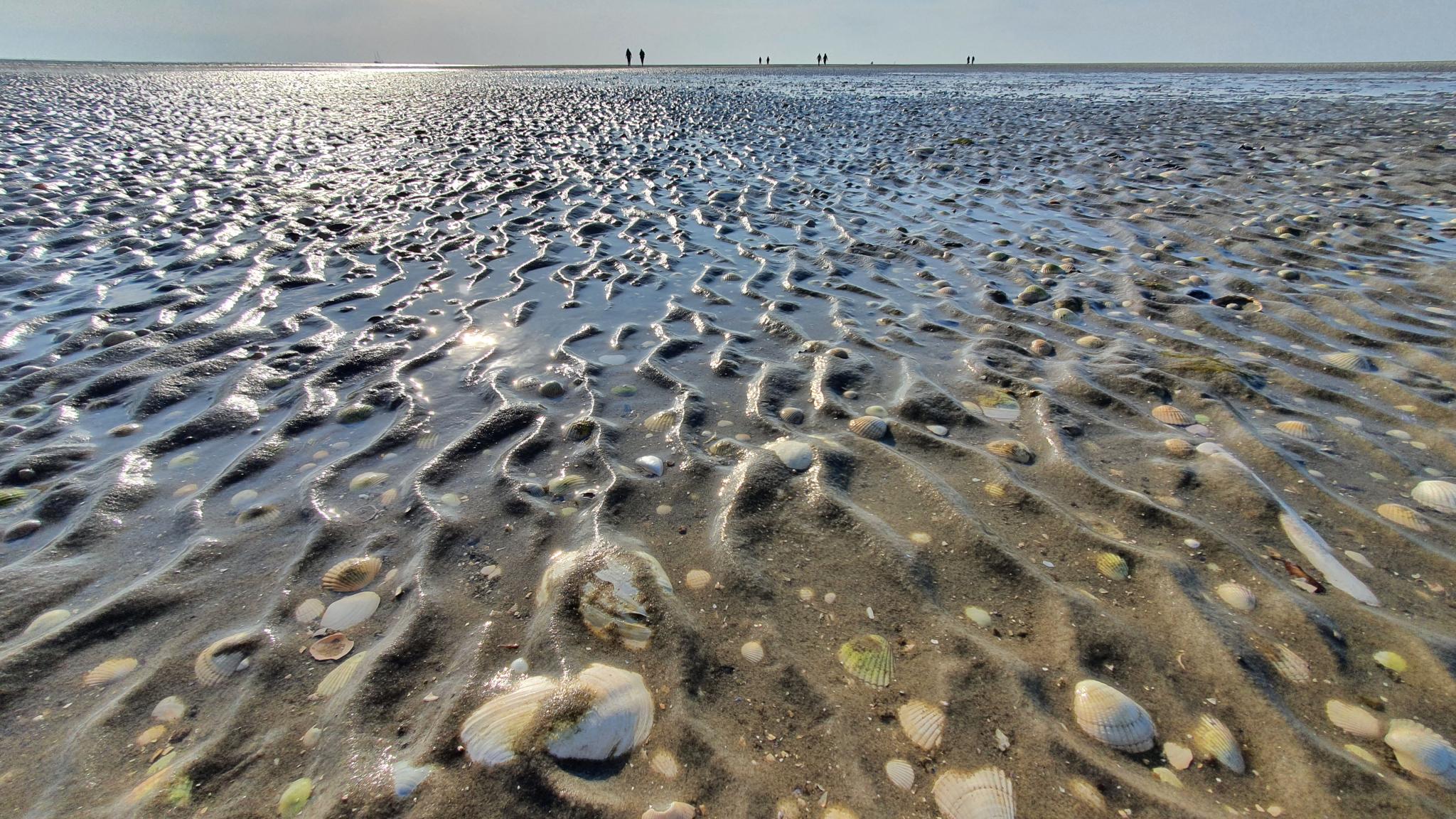 Een macrofoto van schelpen en zandrimpels op een wad van de Waddenzee. Op de achtergrond, aan de horizon, lopen enkele mensen