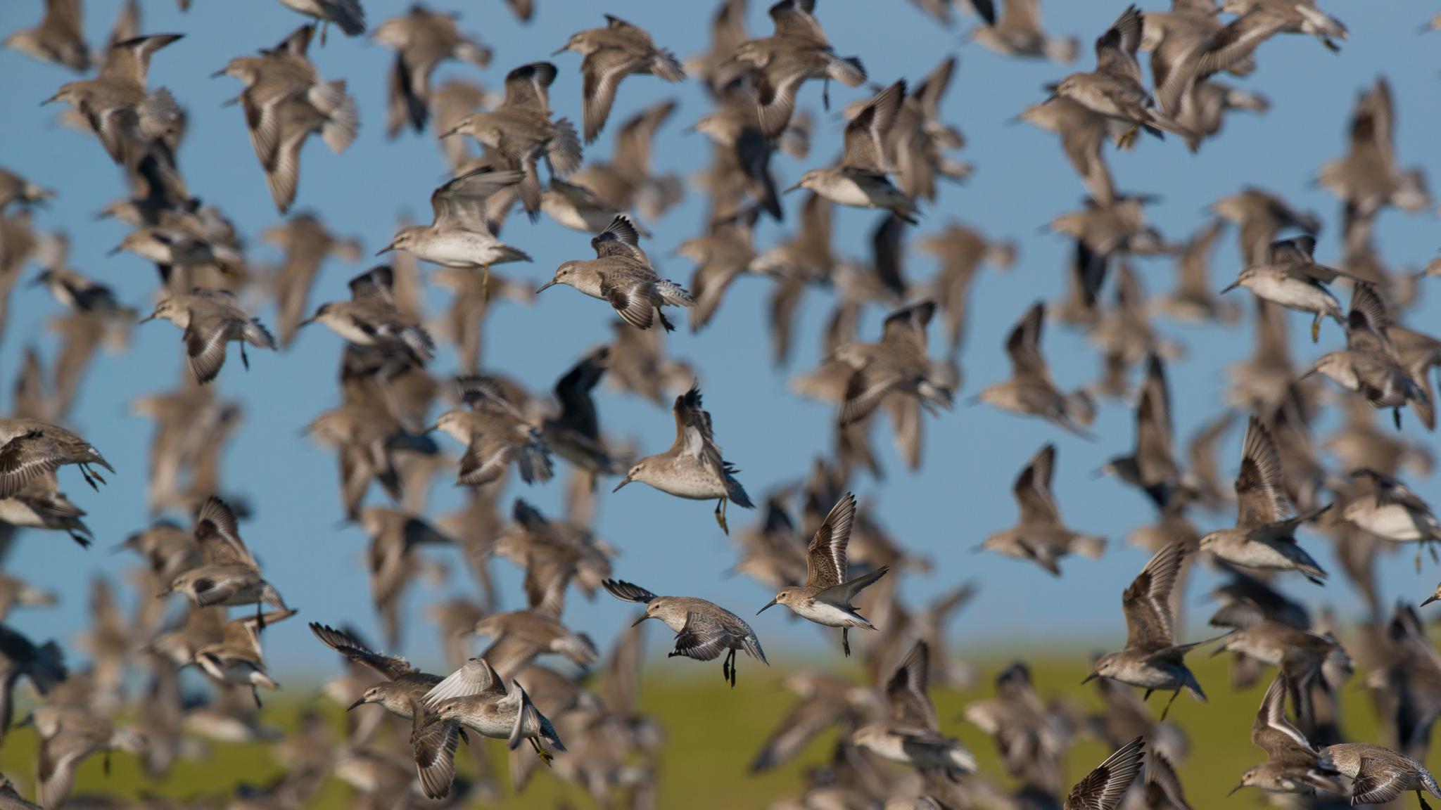 A huge group of birds, red knots, in flight.
