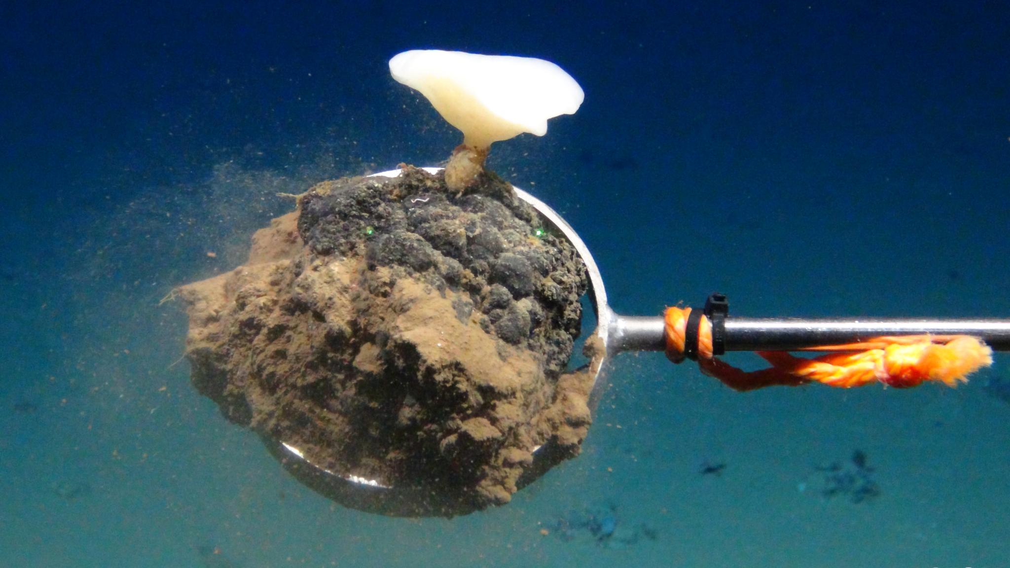 Manganese nodule with deep-sea sponge
