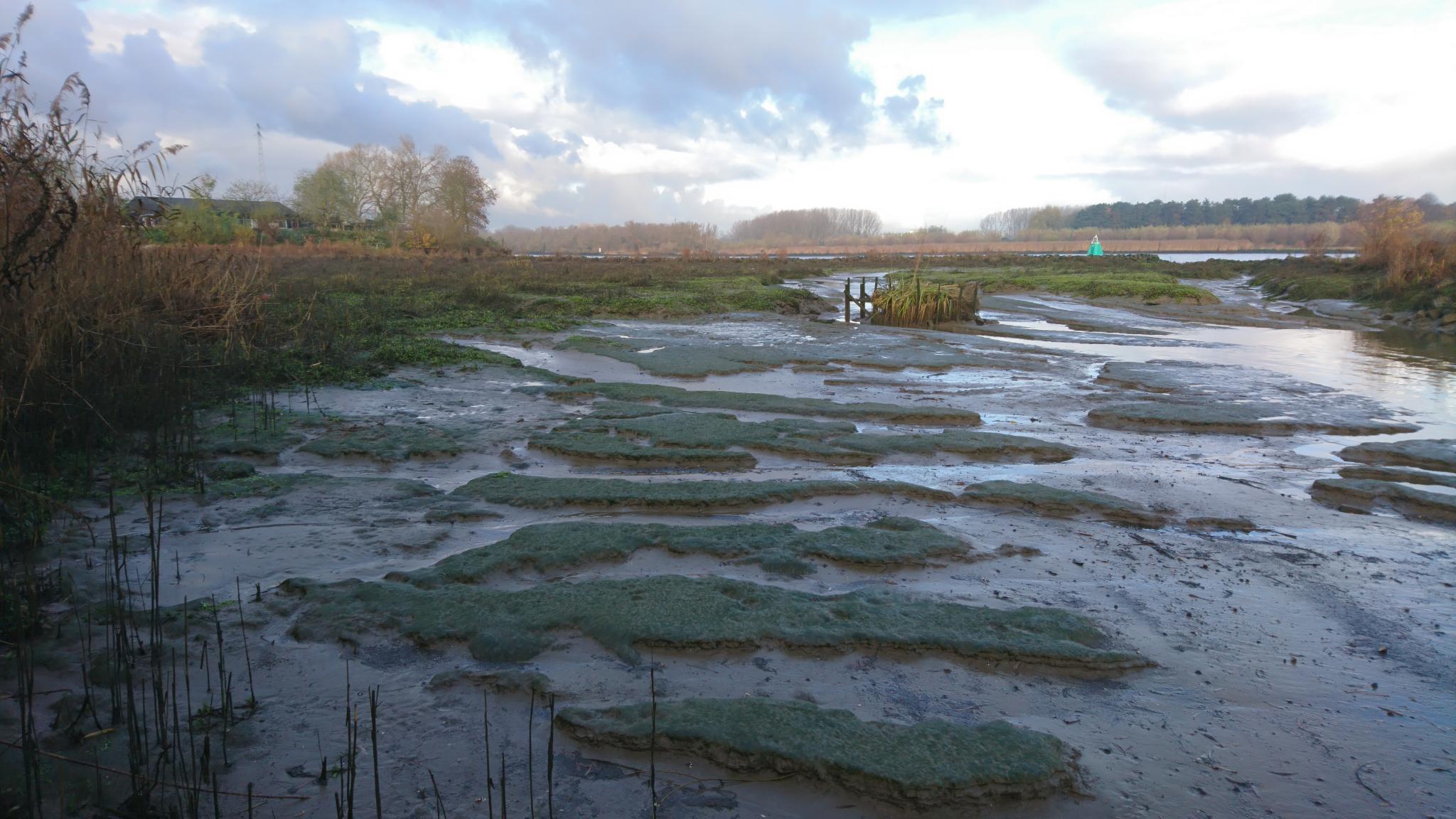 A muddy tidal marsh landscape with green patches of vegetation and small water channels visible at low tide under a cloudy sky.