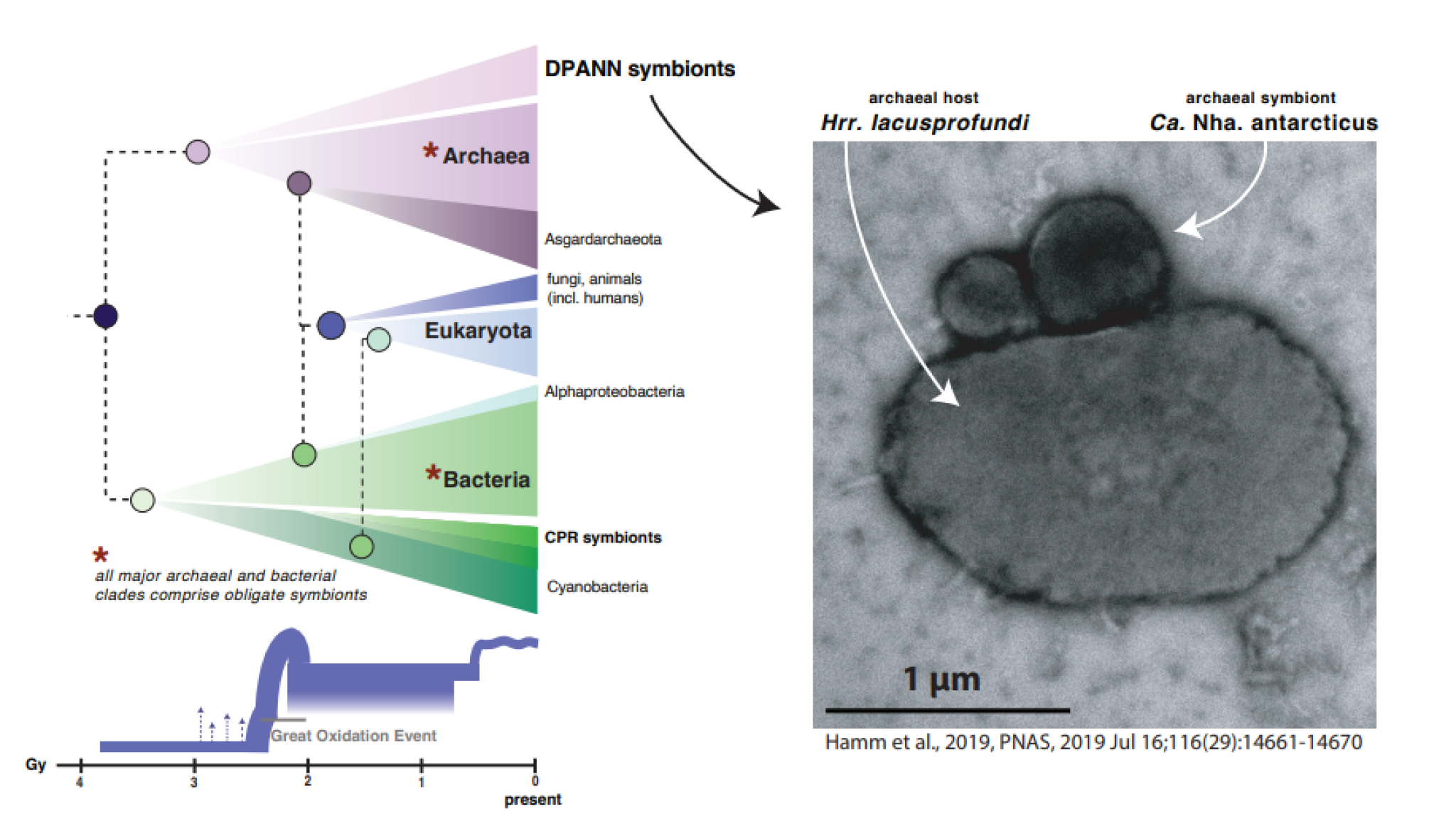 Left the family tree of life, right a microscopic image of single cell symbionts