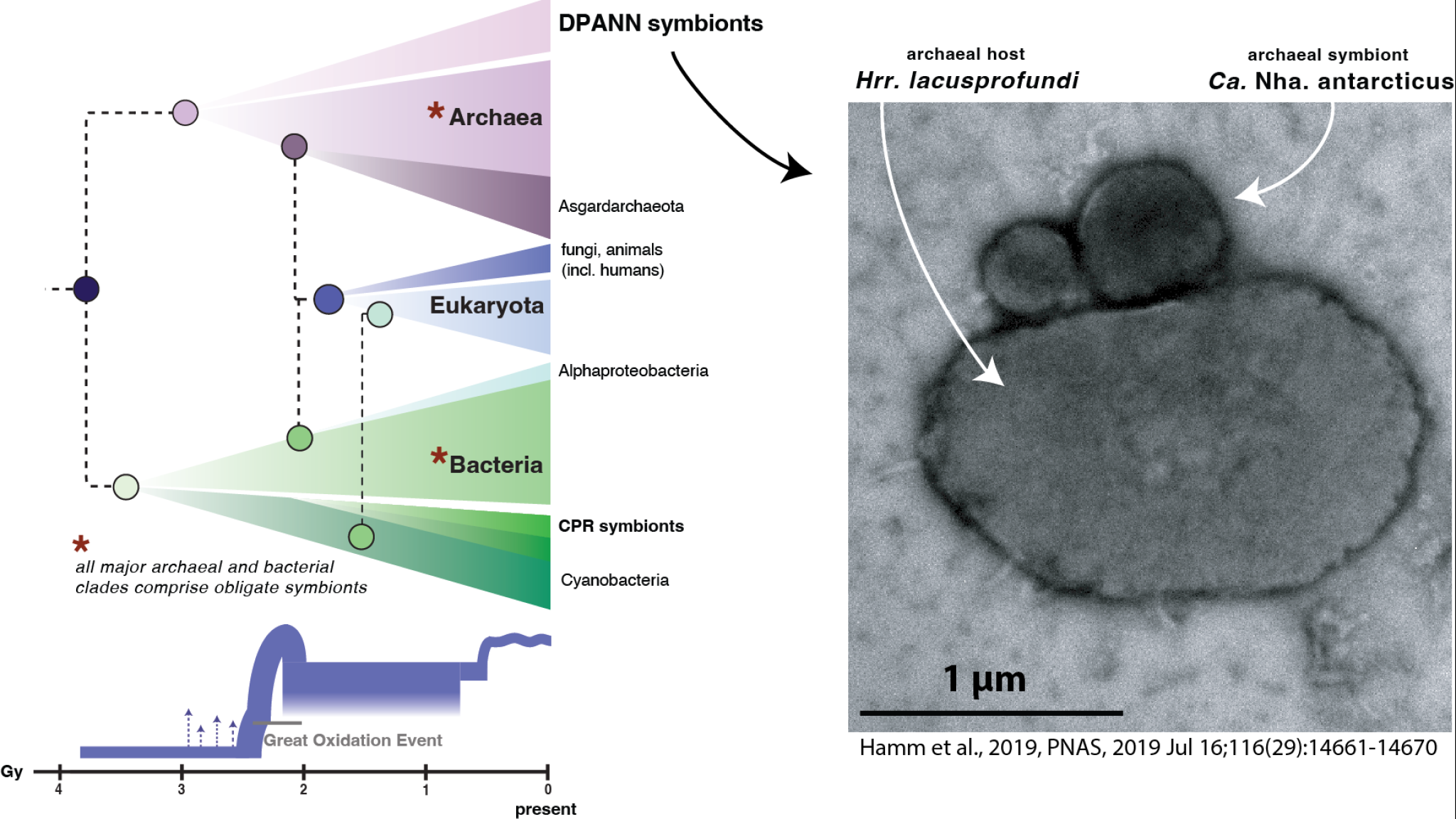 Links de stamboom ban het leven, rechts een microscoop-beeld van eencellige symbionten