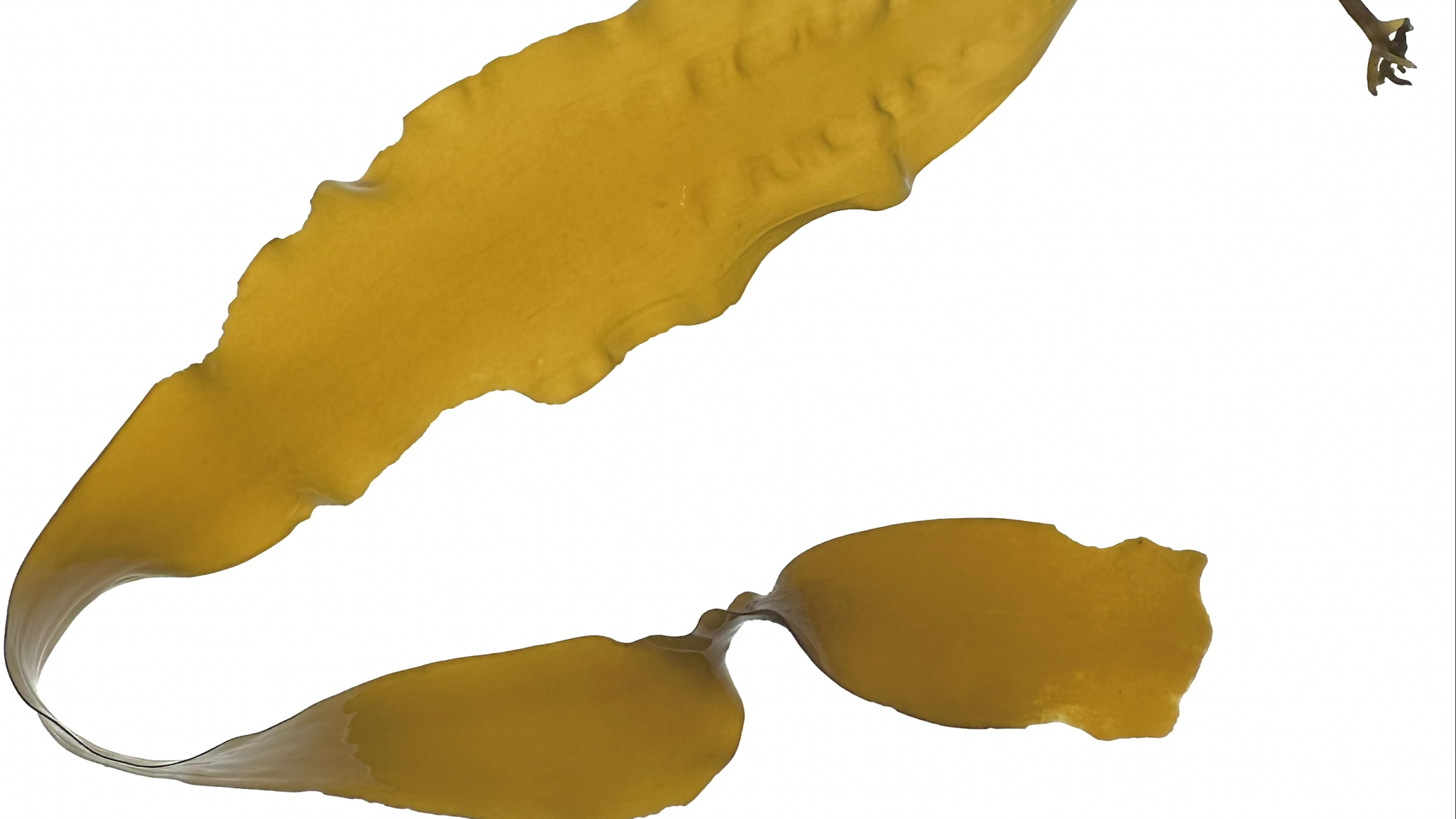 Geel blad met witte achtergrond.