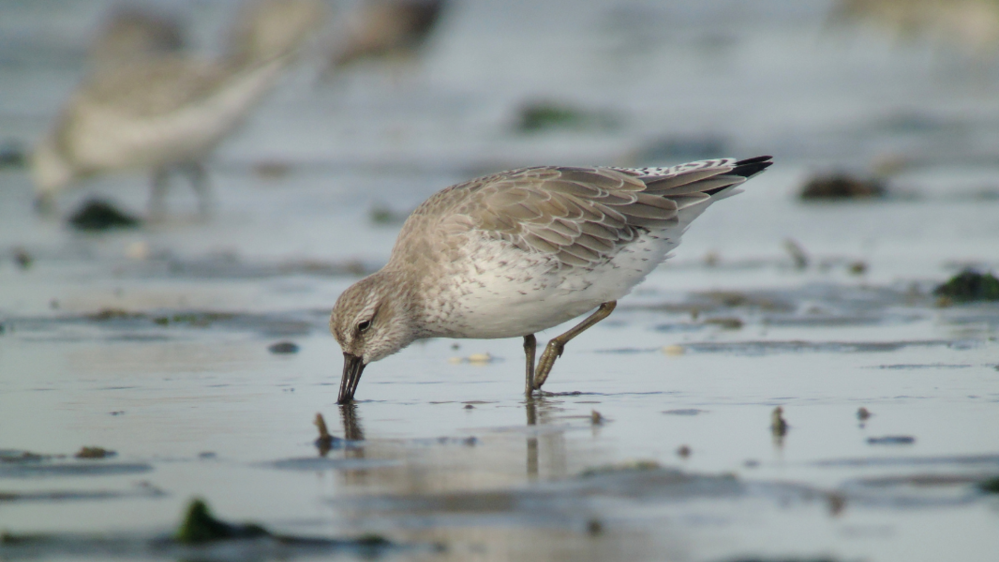 Small knot foraging on wet mudflat, probing the water with its bill for food.