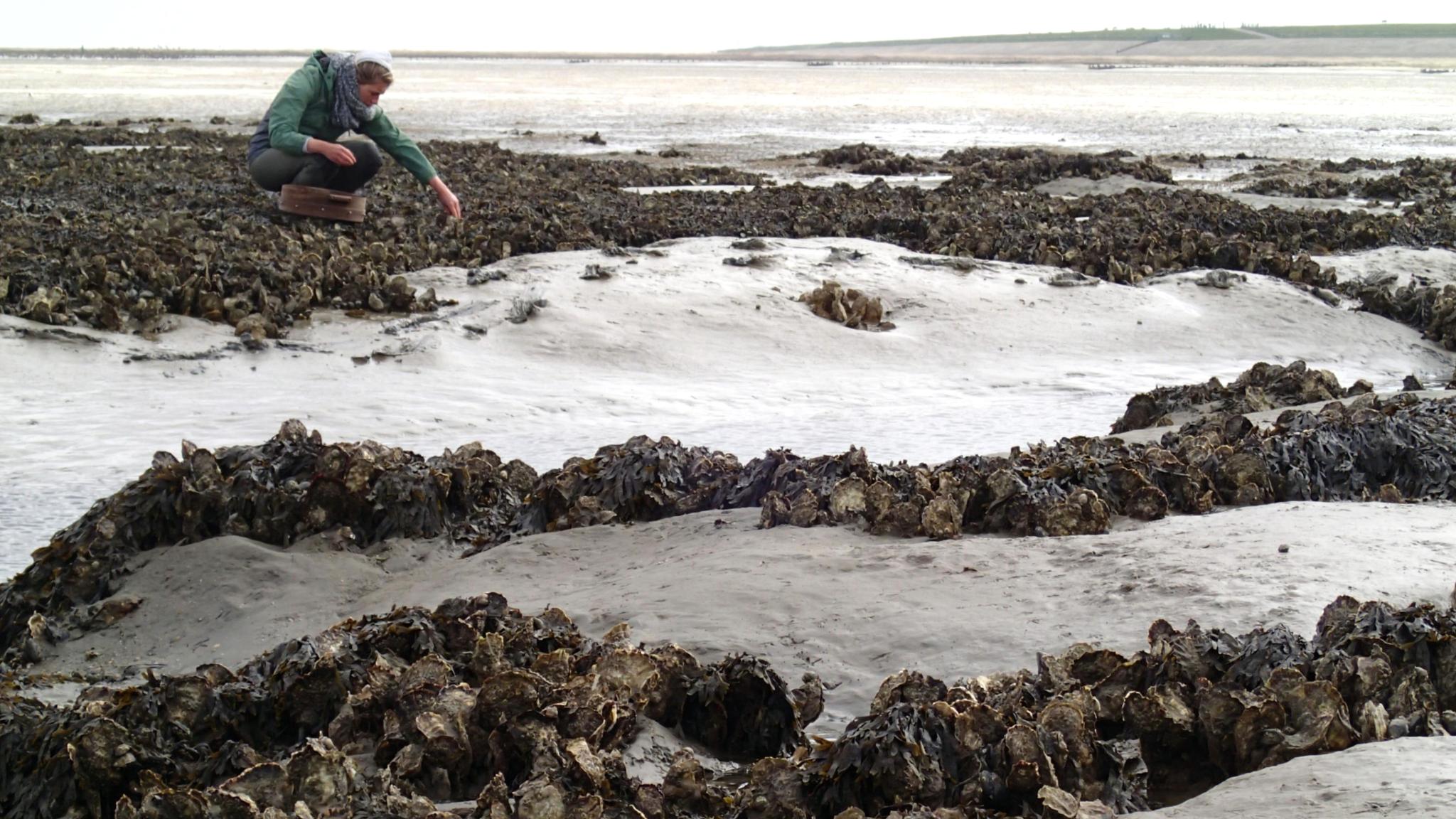 Een vrouw knielt bij een oesterrif in de Waddenzee
