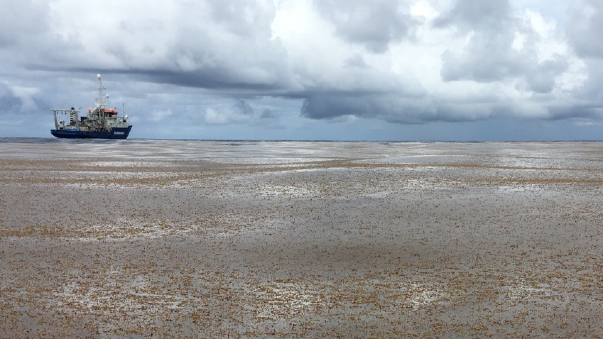 Large floating field of Sargassum in the Atlantic Ocean with research vessel RV Pelagia in the background under dark clouds.