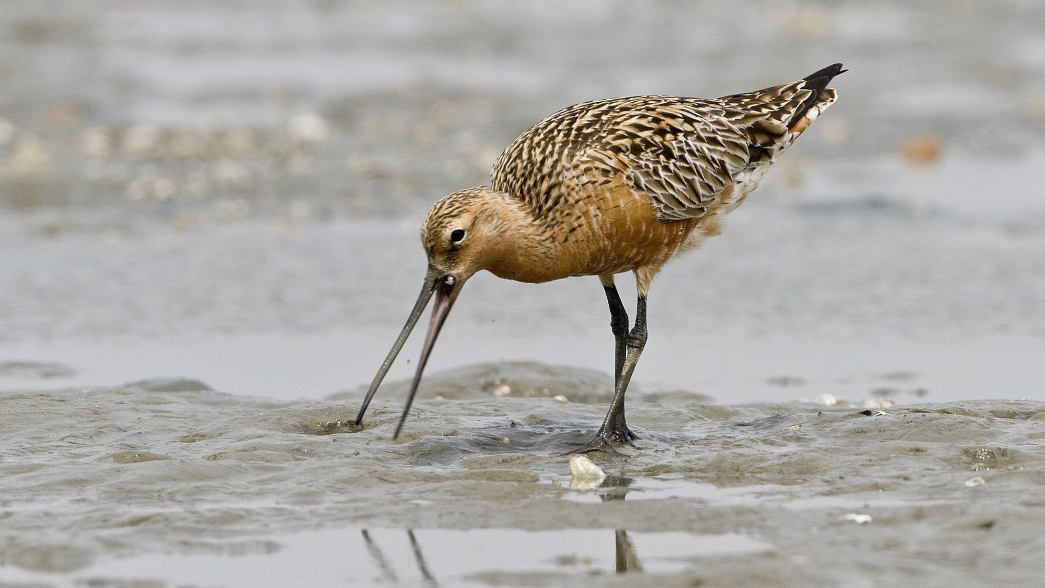 Een grutto zoekend naar voedsel op de modderige wadden.