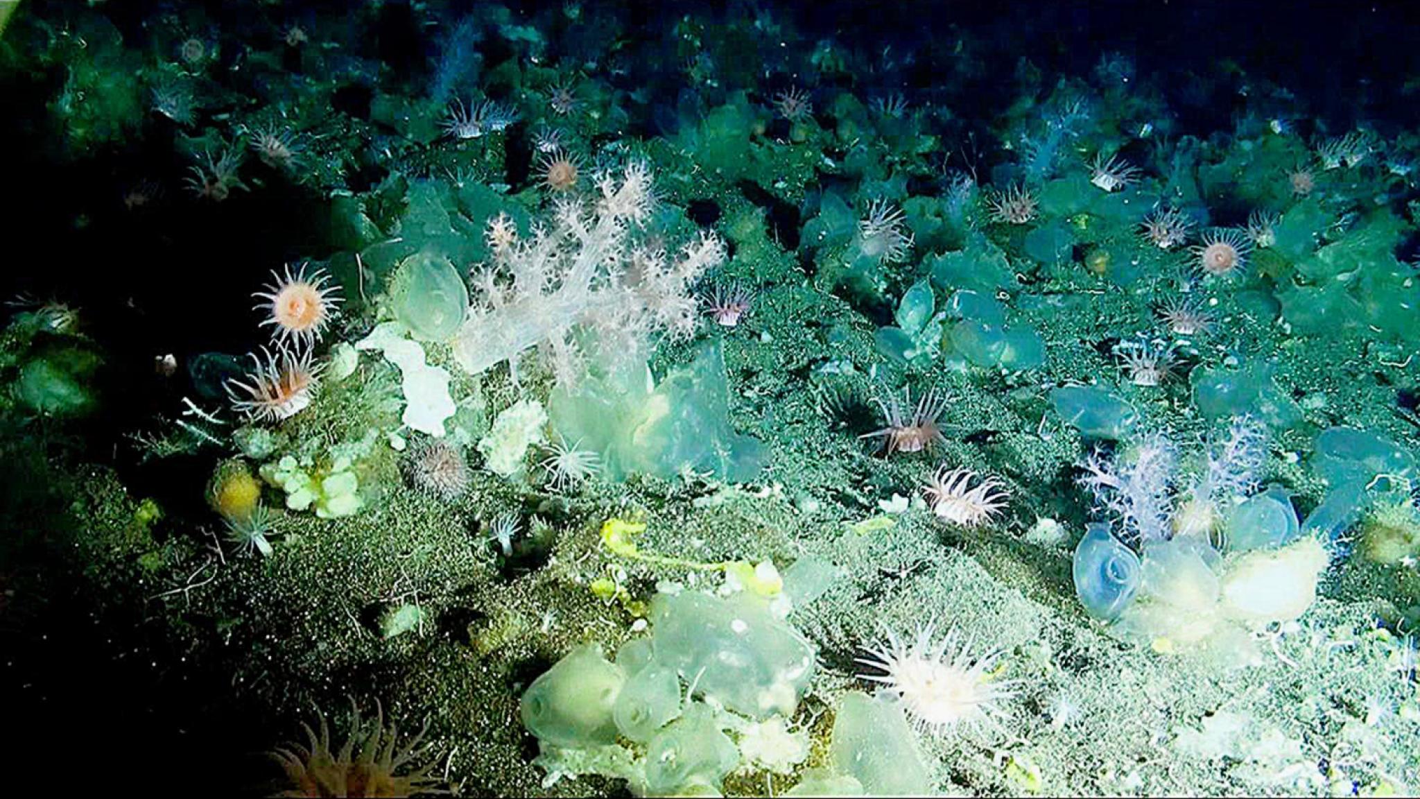 An underwater shot from a colourful sponge reef
