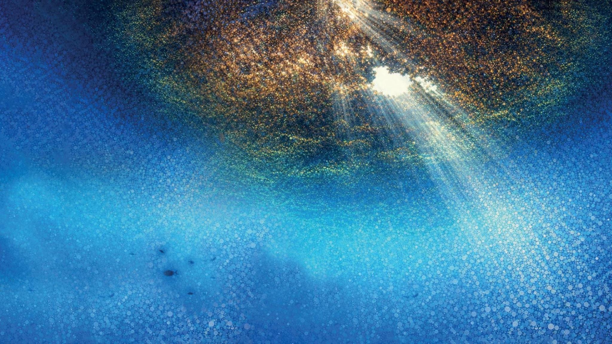 Patch of floating Sargassum seen from below