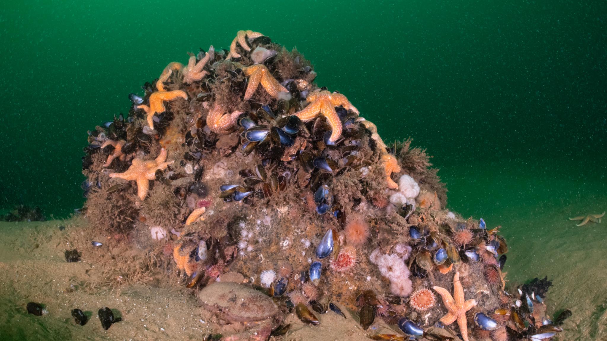 Reef on seabed North Sea_Photo: De Wilde Noordzee - Joost van Uffelen