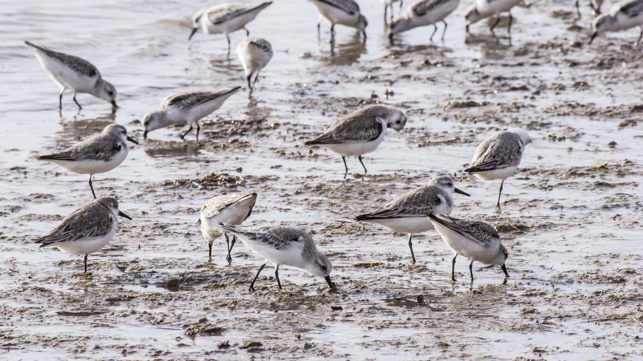 A group of sanderlings, small grey and white birds, on the mudflats, poking their beaks in the mud to look for food.
