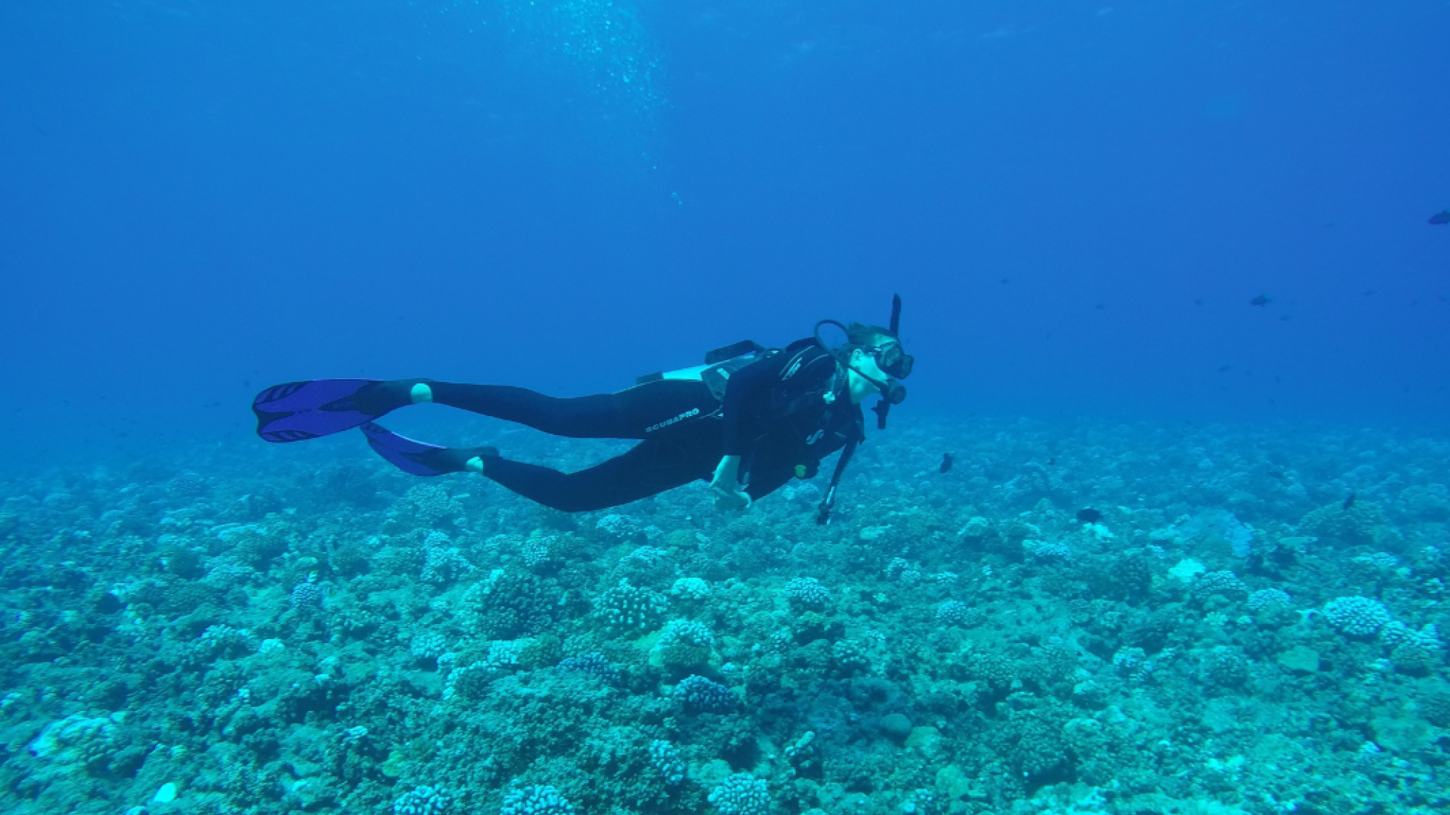 Zeewetenschapper Milou Arts duikt boven een gezond koraalrif bij het Tikehau-atol in Frans-Polynesië. Ze zwemt door een afwisselend koraallandschap terwijl ze het rif in het helderblauwe water bekijkt.