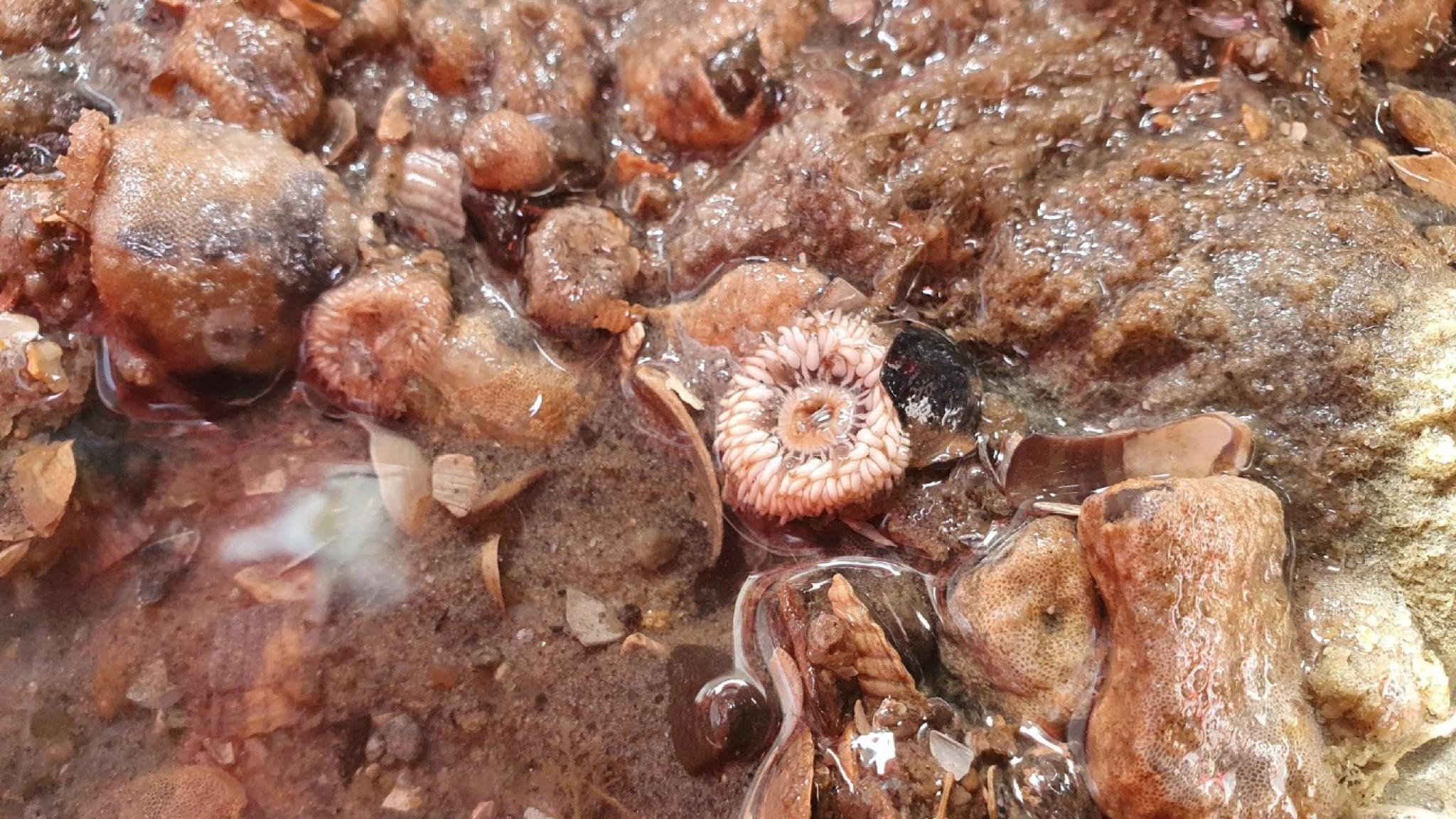 A close-up view of a Wadden Sea tidal pool showing a variety of small marine organisms on the seabed, including encrusting sponges, shell fragments, and a circular, flower-like invertebrate, illustrating the area’s rich species diversity.