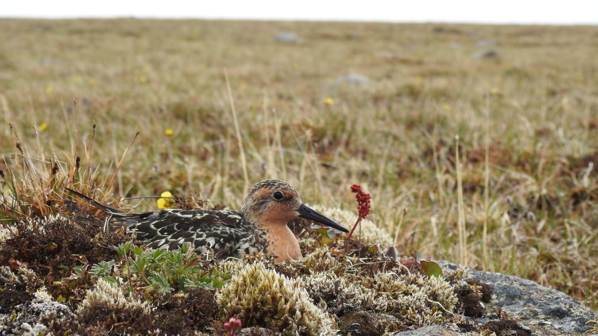 breeding brown bird in camouflage colours breeding on a nest on the tundra