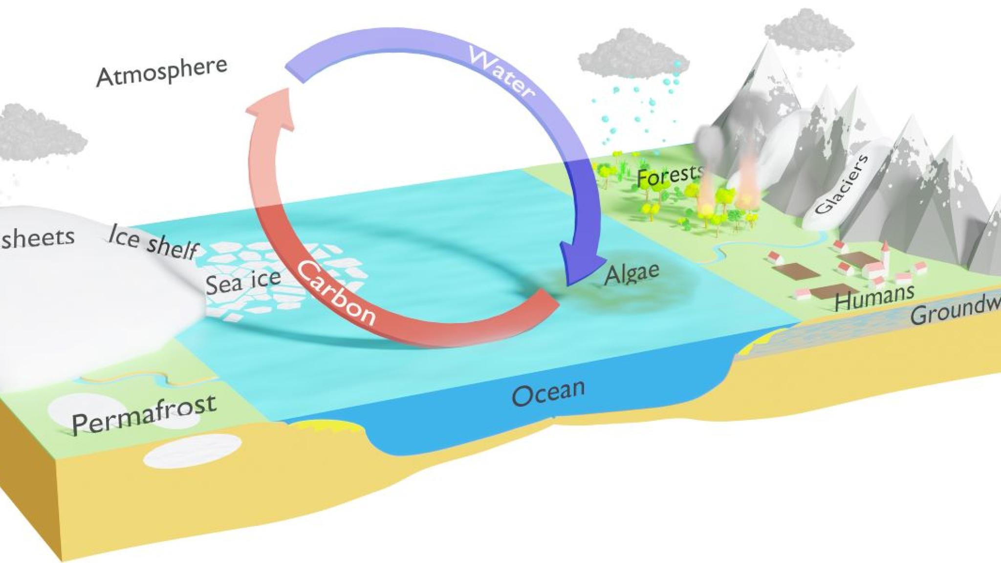 Illustrated cross-section of an Earth system showing ice sheets, sea ice, permafrost, ocean, forests, glaciers, humans, and groundwater. A large circular arrow represents the cycling of water (blue arrow) and carbon (red arrow) between the atmosphere, ocean, and land, with algae indicated as a key component in the exchange.