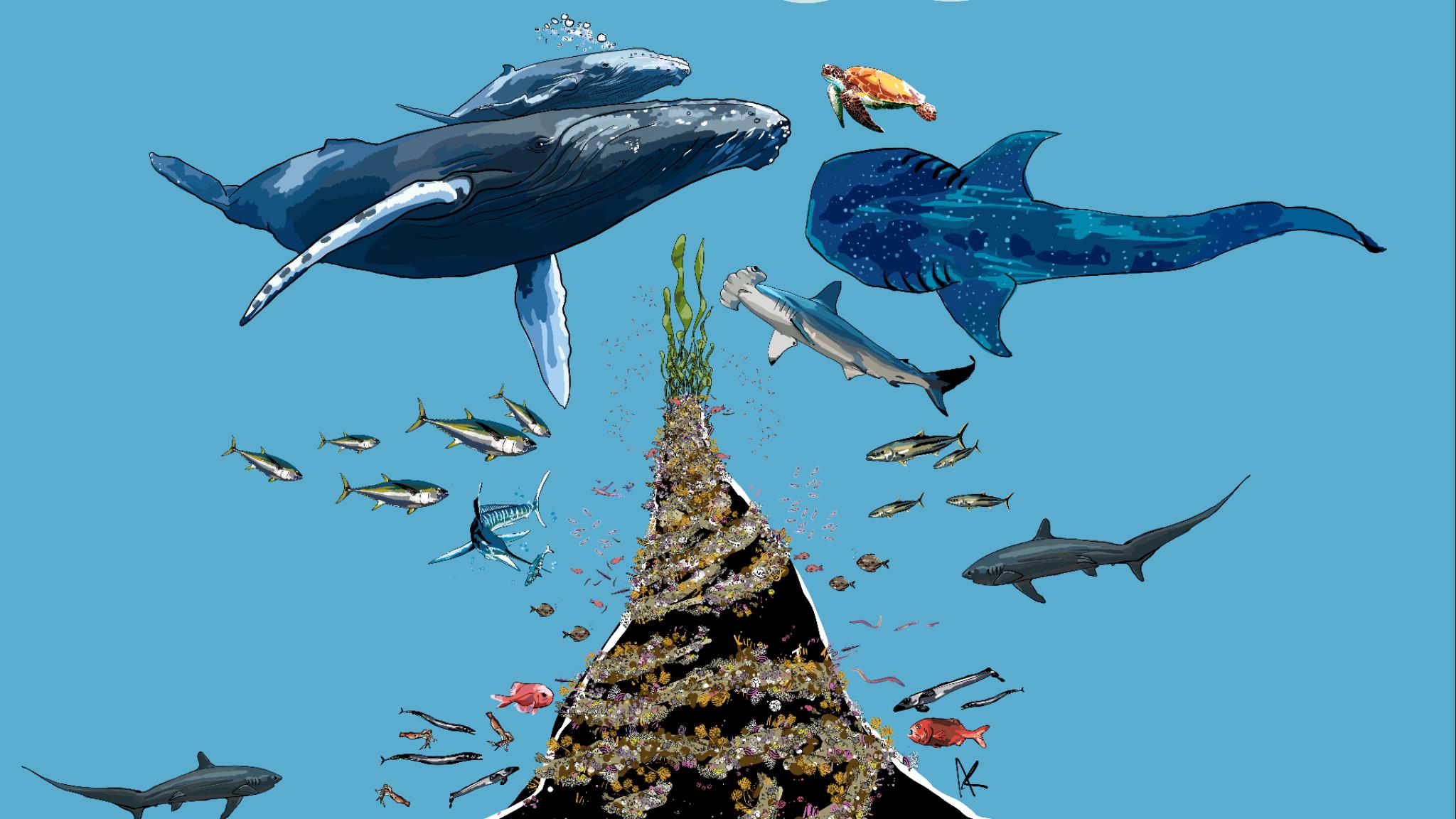 Artist impression of a coldwater coral on a seamount, showing the impact on fish, cetaceans and birds