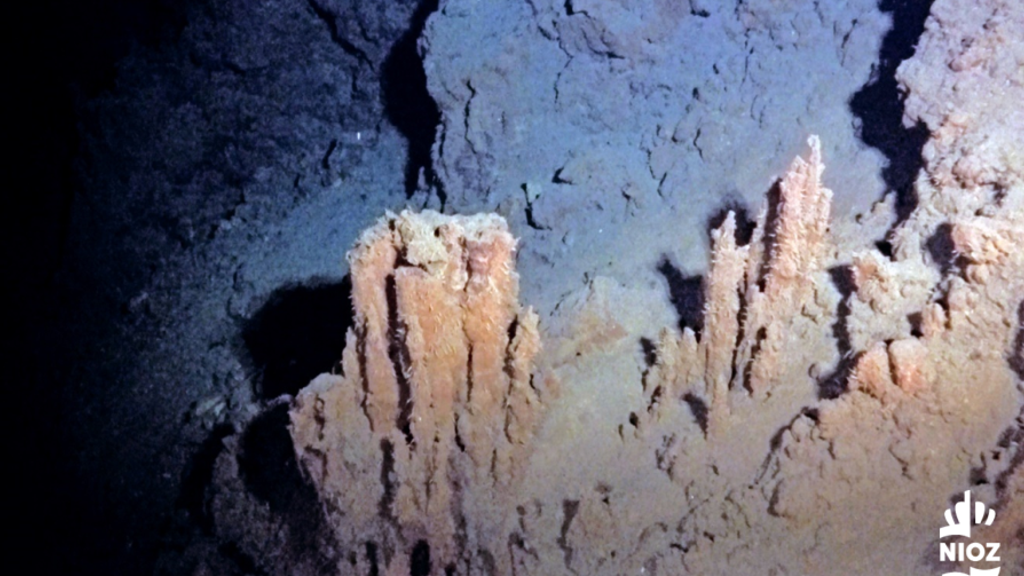 A deep sea ecosystem, around an inactive hydrothermal vent. There is still a lot unkown about the impact of deep sea mining on these types of ecosystems