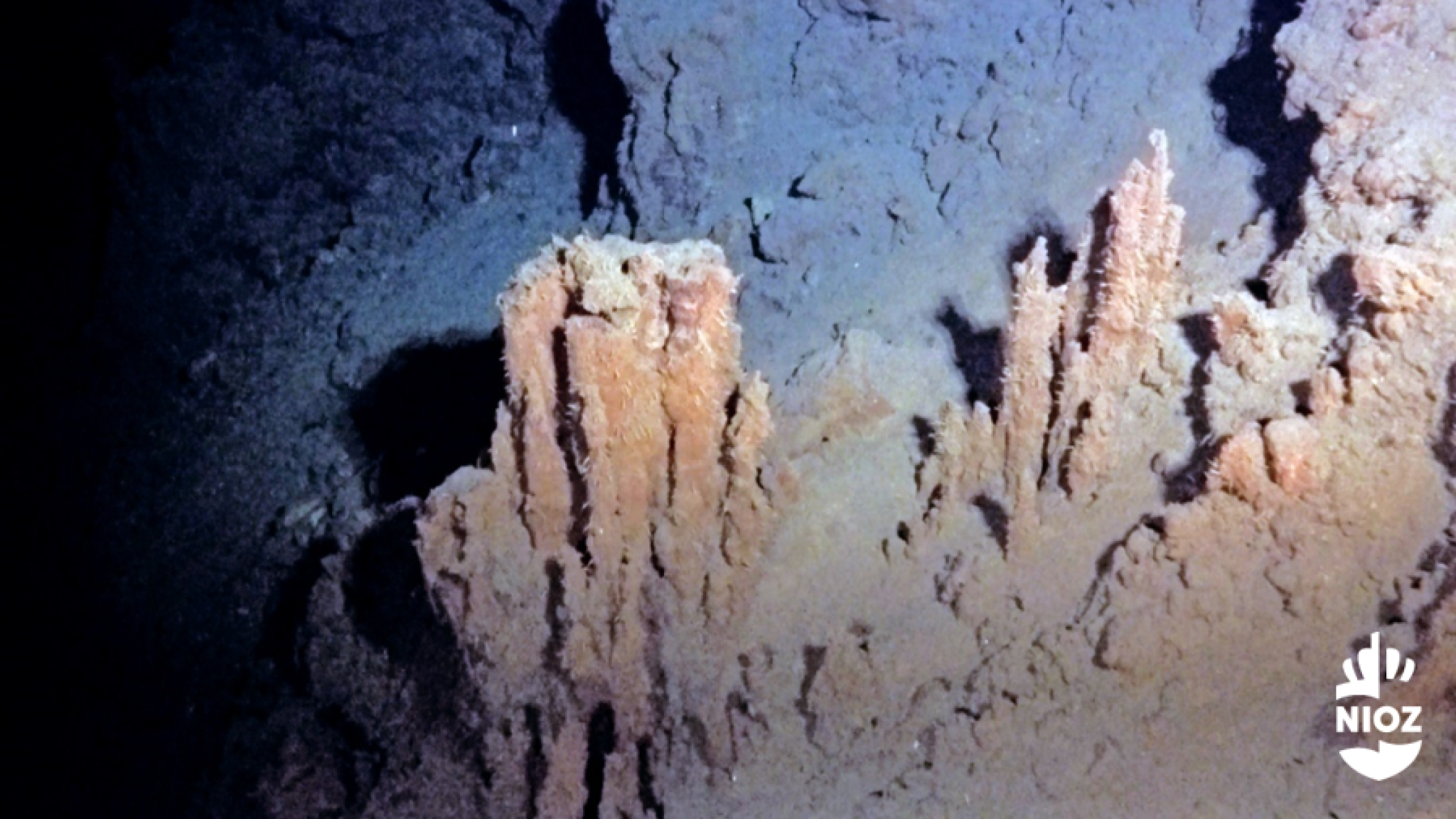 A deep sea ecosystem, around an inactive hydrothermal vent. There is still a lot unkown about the impact of deep sea mining on these types of ecosystems