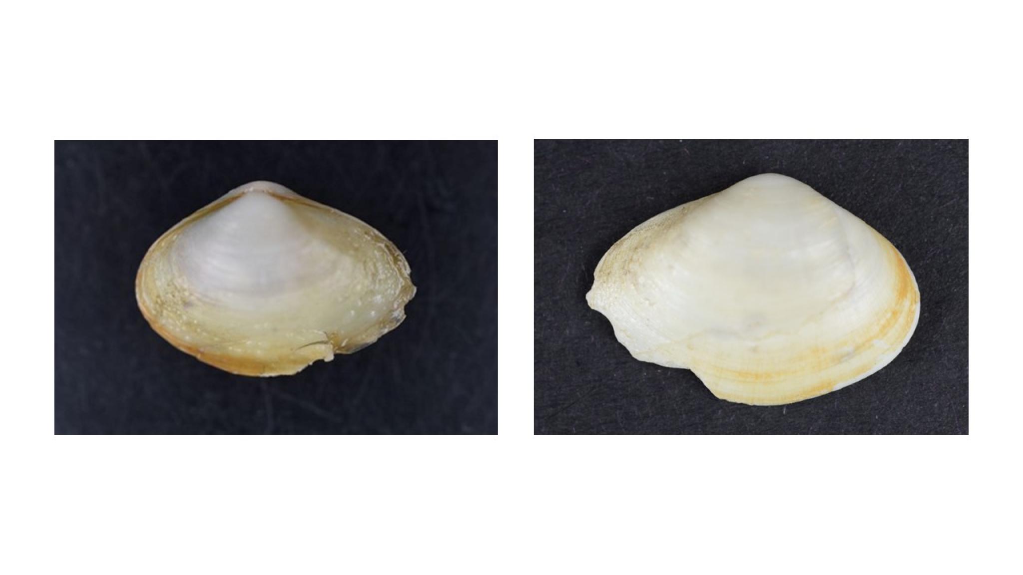 Potamorcobula amurensis (16.92 mm), left photo: left valve, slightly smaller than the right valve. Right photo: right valve (photo: NIOZ)