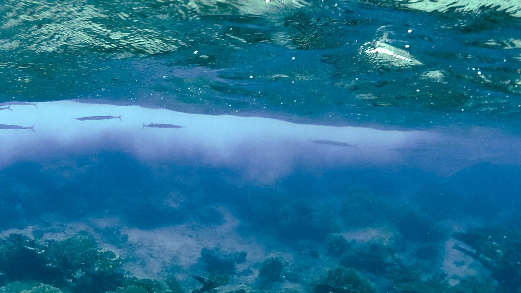 Onderwaterbeeld van een redfin naaldvis bij Curaçao, zwemmend net onder het wateroppervlak.