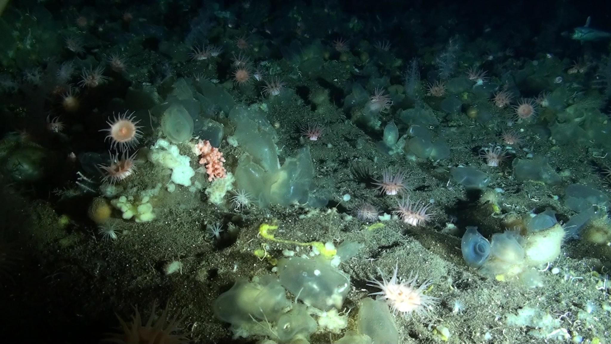 Deep sea at 600m depth Mid Atlantic Ridge showing coral (photo: NIOZ)