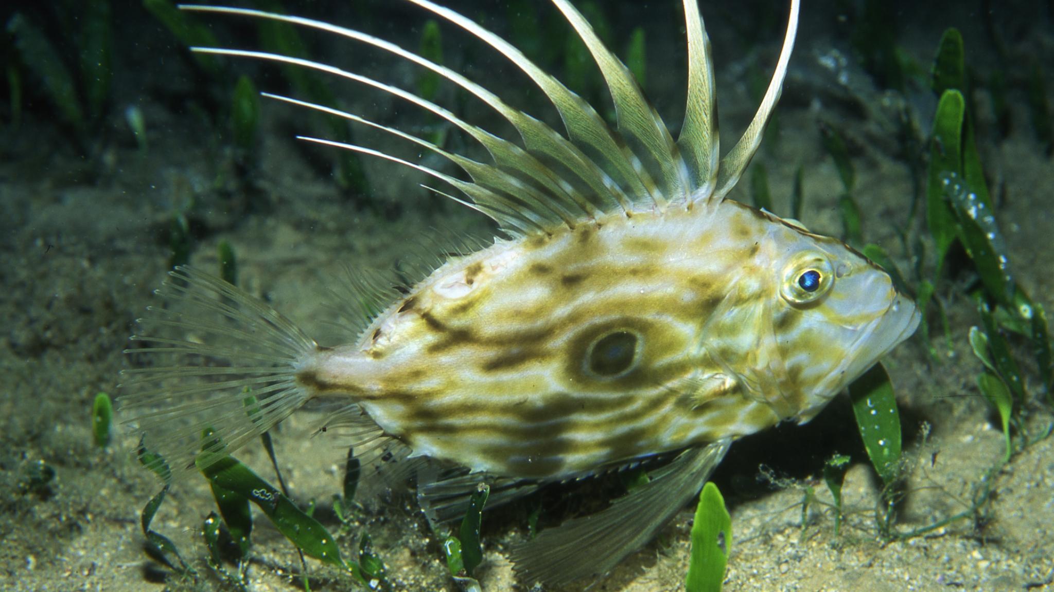 Gestreepte vis met lange stekels zwemt vlak boven de zeebodem tussen zeegras.