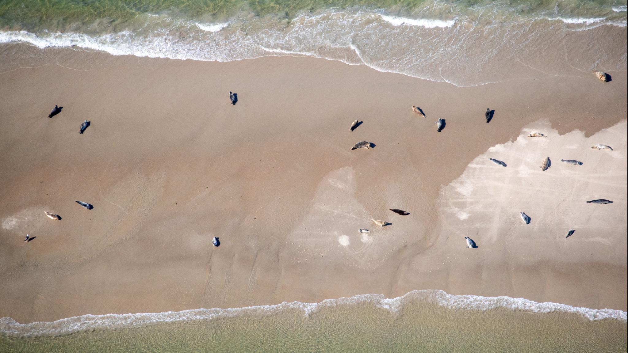 seals on a beach seen from above