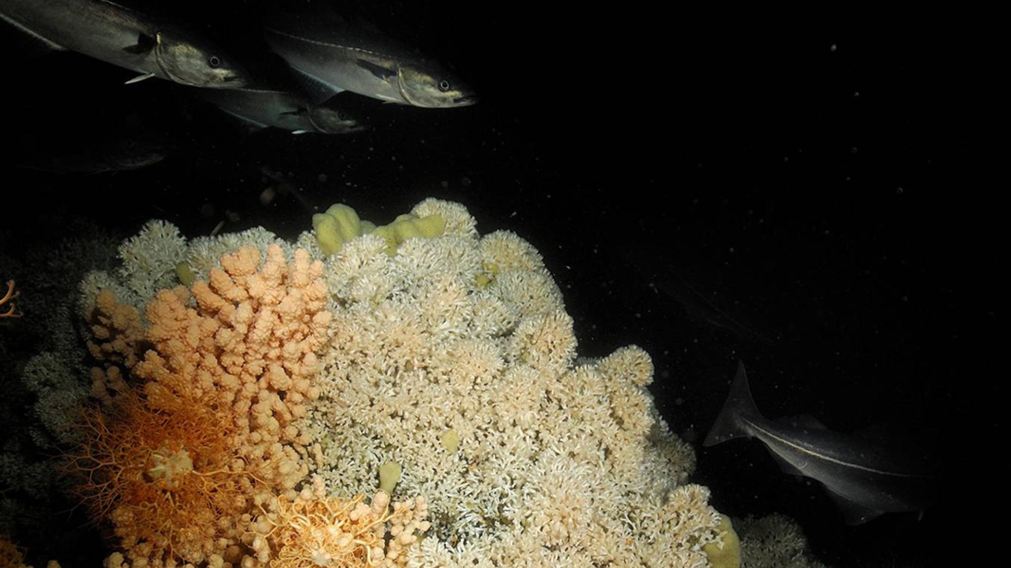 Cold-water coral reef in the deep sea. The deep sea is all water deeper than 200 meters. Sunlight cannot penetrate to this depth.