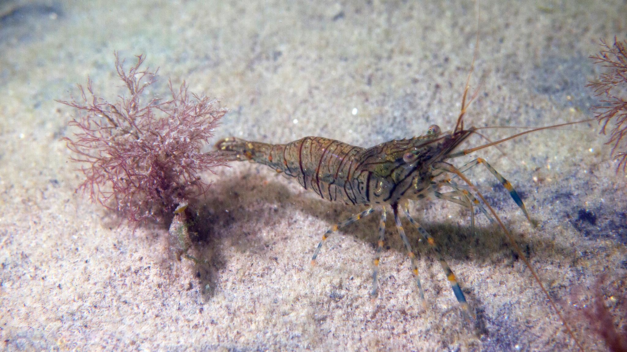 Picture of a shrimp at the bottom of the sea.