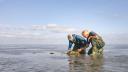 Two researchers kneeling on a mudflat, where they are installing a basket-like object on the mud. This is a 3D printed artificial reef