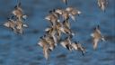 Flying red knots