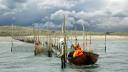 A small wooden boat carrying two men in orange overalls, is docked next to a line of wooden stakes that hold a fish fyke in the water.