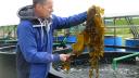 Klaas Timmermans holds a bundle of seaweed