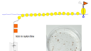 a diagram of drifting traps, with gels and aggregates