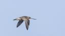 Een grutto die boven de Waddenzee vliegt. Deze trekvogels leggen duizenden kilometers af tussen hun overwinteringsgebieden in Afrika en hun broedgebieden in Siberië.