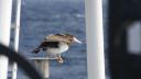 Brown booby on deck