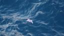 Portuguese man o'war driting