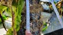 treereef made from old pear tree covered in barnacles and seaweed being investigated