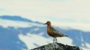 A red knot (Calidris canutus islandica) stands on a rocky outcrop in its Arctic breeding grounds. Snow-covered mountains form a soft-focus backdrop behind the bird in its breeding plumage.