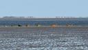 Een groep zeehonden die tijdens veldwerk op een zandbank in de Waddenzee rust.