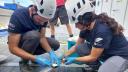 two people wearing white safety helmets and blue gloves prepare coral parts on a frame