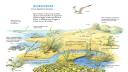 Illustration of a coastal landscape with dunes, salt marshes, aquatic plants and animals, explaining how ecosystem engineers contribute to natural land formation.
