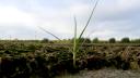 Young sea club-rush growing on a tidal mudflat among algae and muddy sediment, with coastal vegetation and a cloudy sky in the background