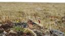 breeding brown bird in camouflage colours breeding on a nest on the tundra