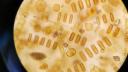 Phytoplankton under microscope
