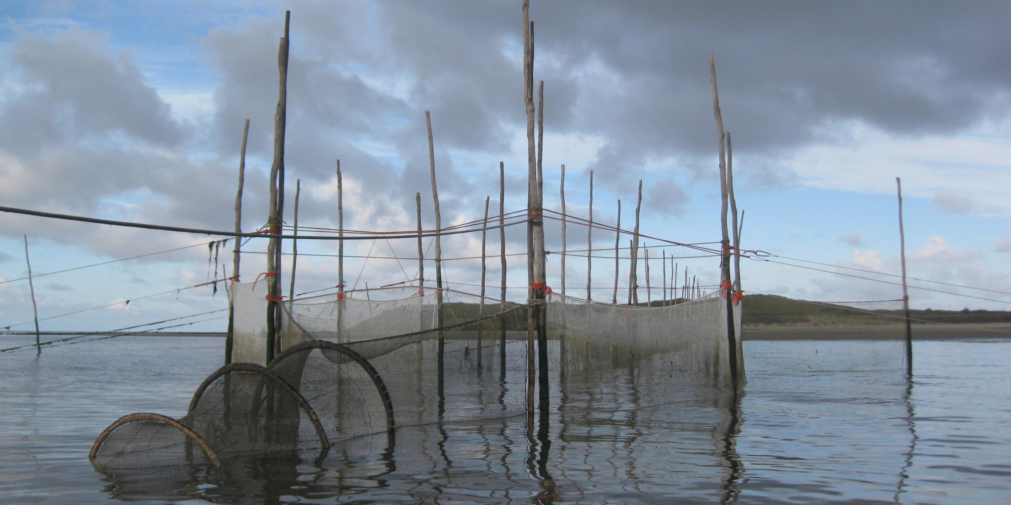 The fyke in the NIOZ harbour. A net installation that catches fish for later examination.