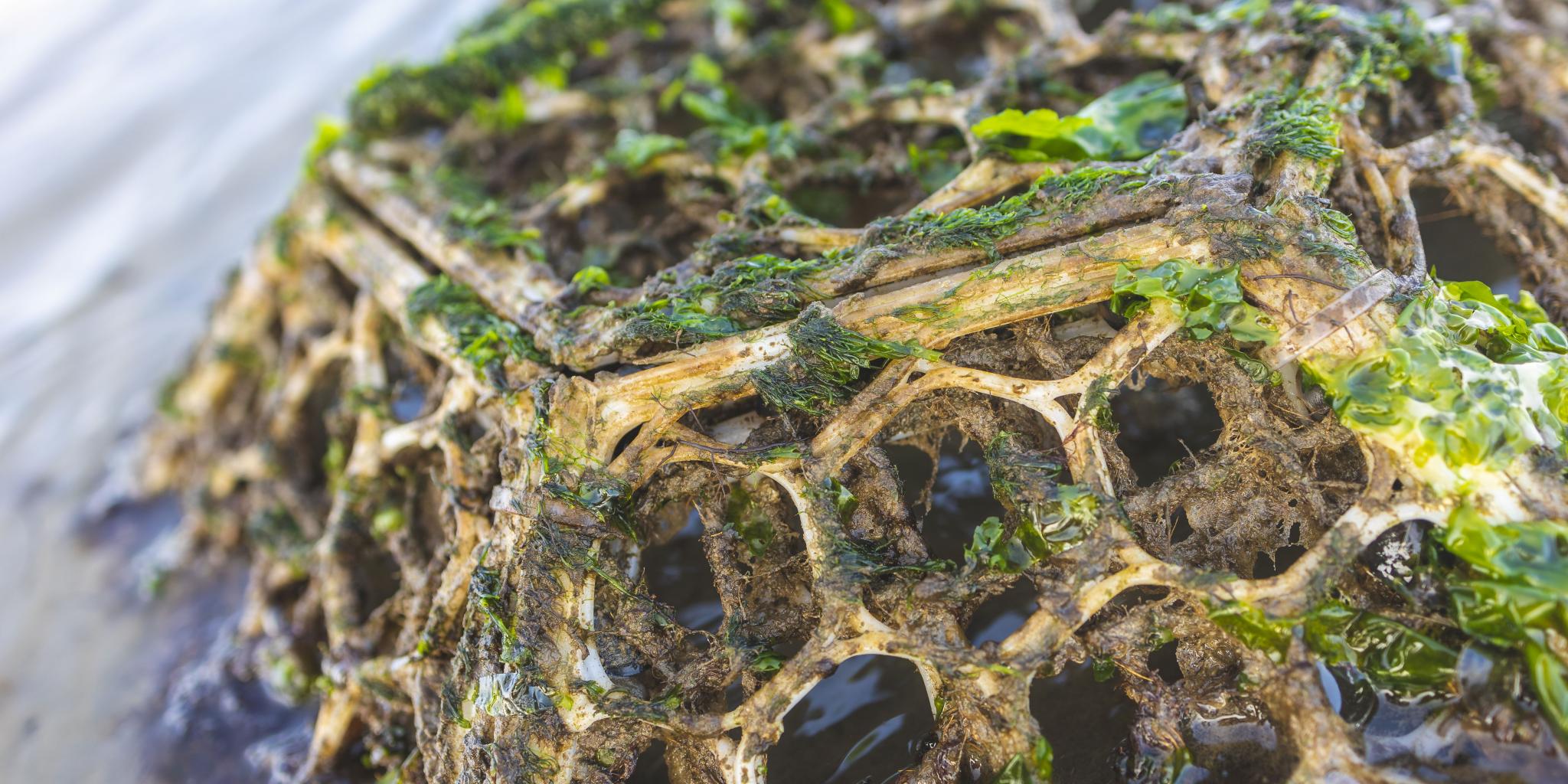A basket-like structure, placed upside down on the mud of the Wadden Sea. The structure is overgrown with seaweeds, thus functioning as an artifical reef. (photo: Erik Hoekendijk)