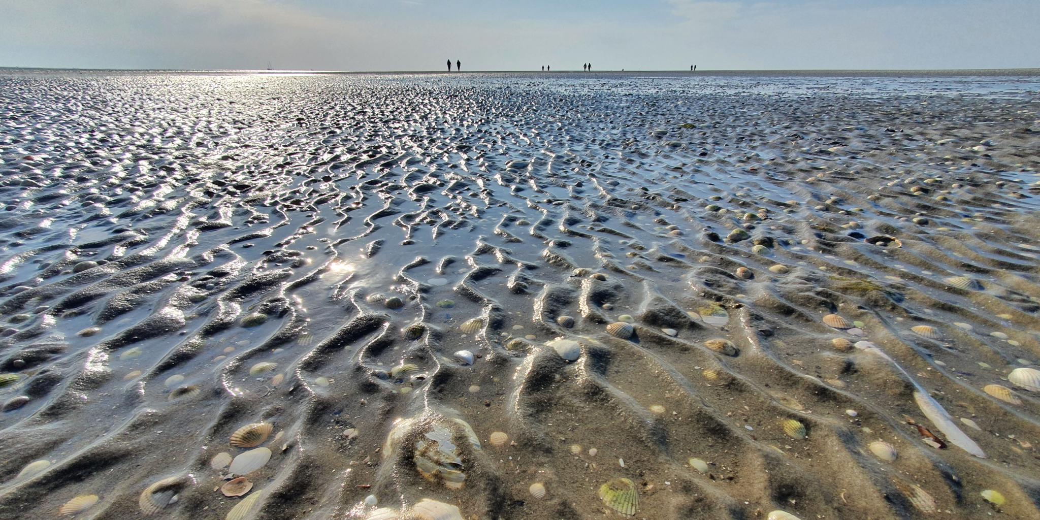 Een macrofoto van schelpen en zandrimpels op een wad van de Waddenzee. Op de achtergrond, aan de horizon, lopen enkele mensen