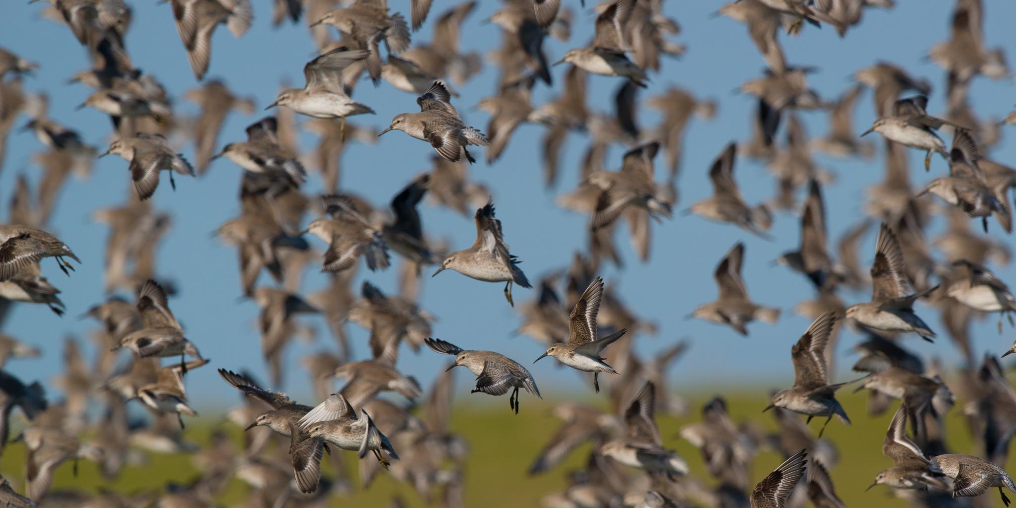 Een enorme groep vogels, kanoeten, in vlucht.